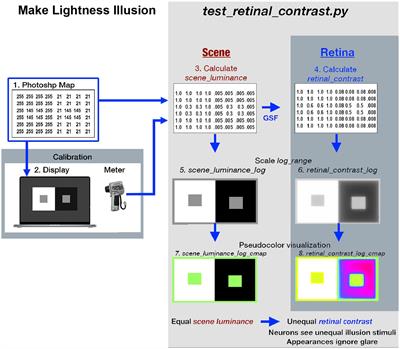 Edges and gradients in lightness illusions: Role of optical veiling glare